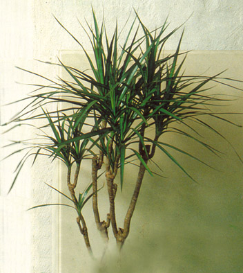 خون سیاوشان , دراسنای پرچمی,Red Edged Dracaena